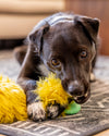West Paw, brand website product image