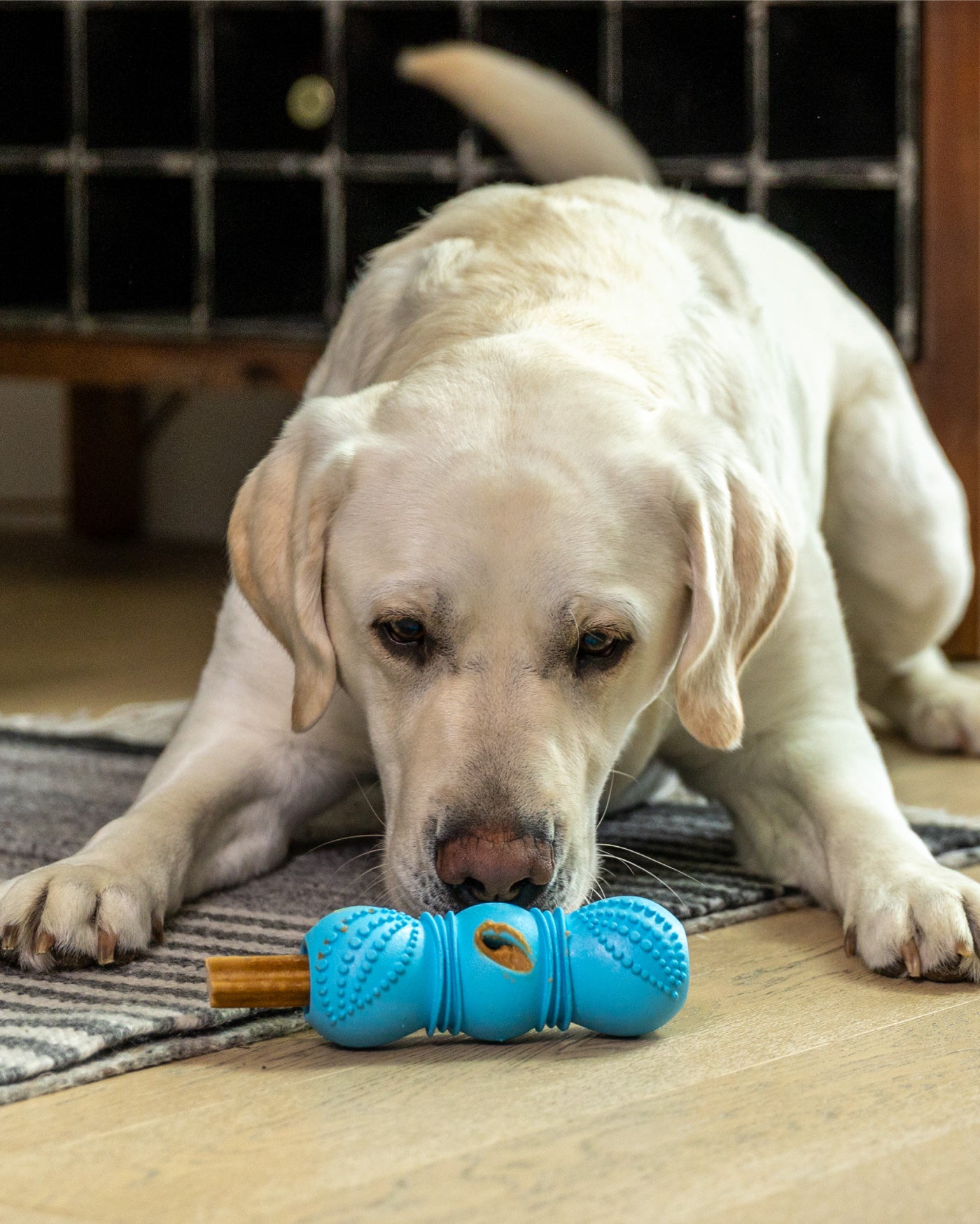 Flossr™ Dental Stick Toy | Dog Treat Toy | West Paw