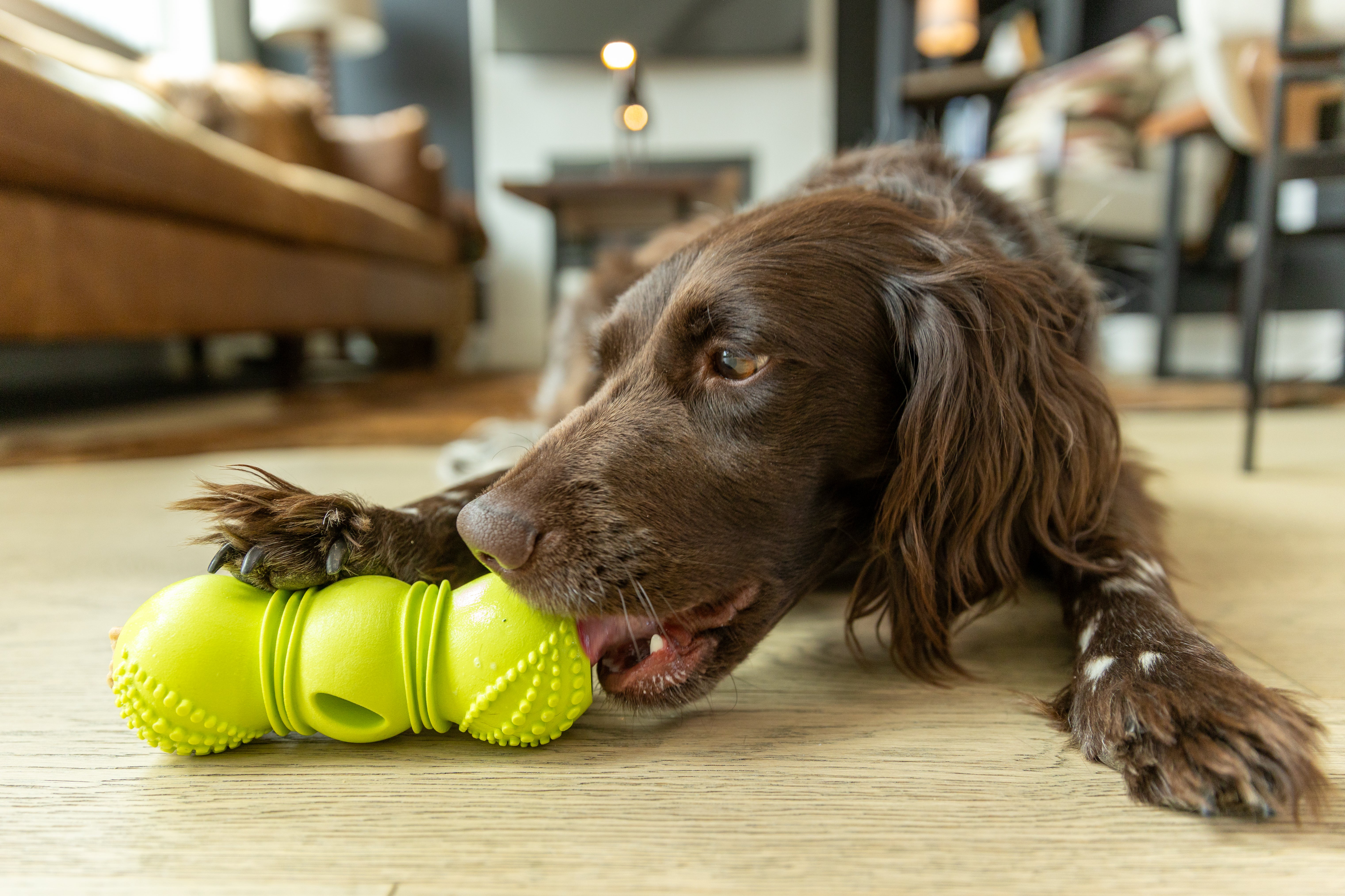 Flossr™ Dental Stick Toy | Dog Treat Toy | West Paw