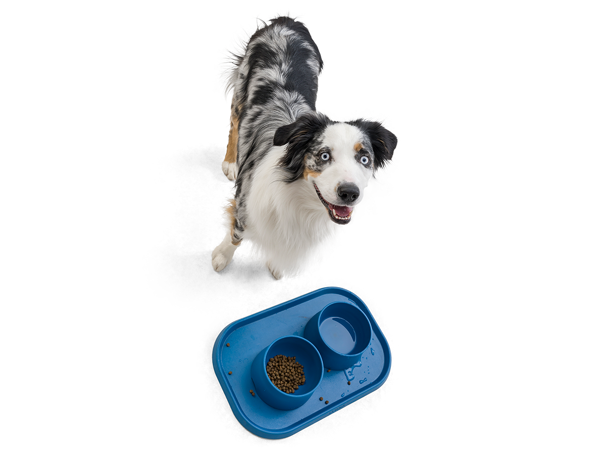 Small dog food and water bowls 2025