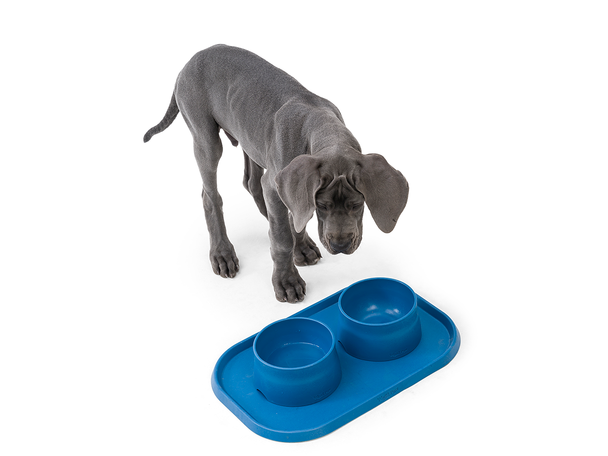 Dog with West Paw Feeding Accessories