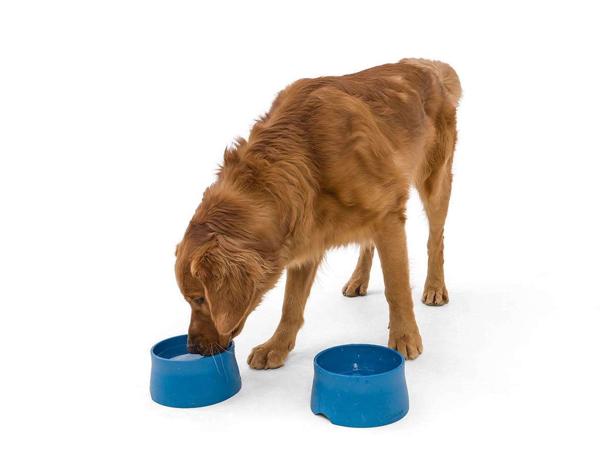 Plastic water top bowls for dogs