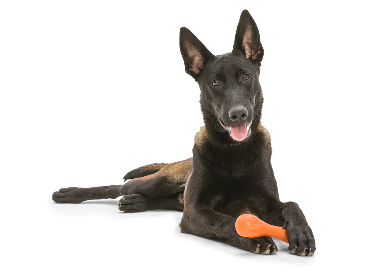 West paw hurley dog bone deals