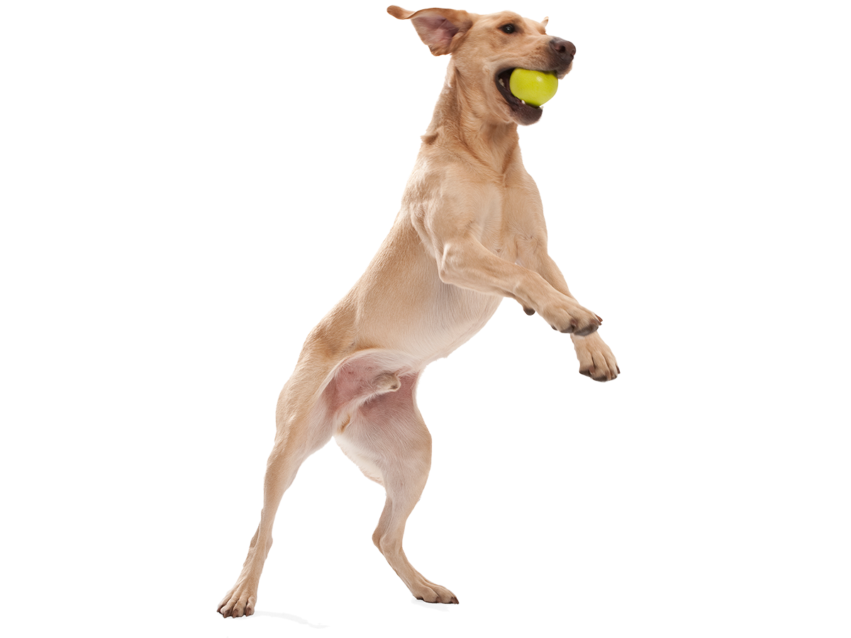 Dog Catching Jive Dog Ball