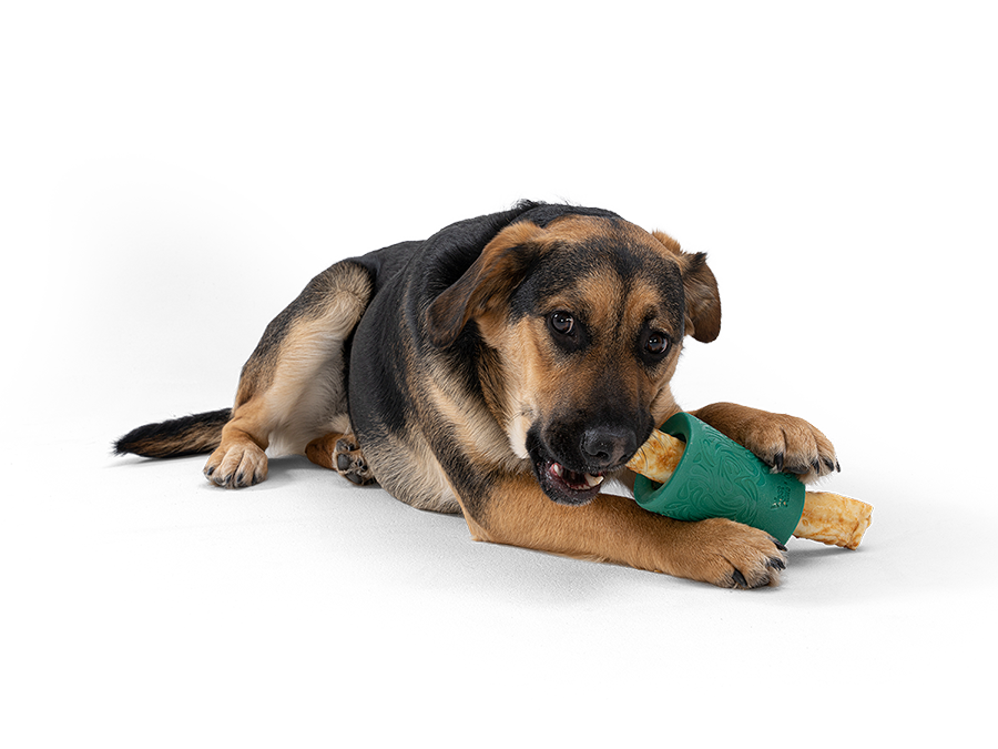 Dog for dog sales no hide bones