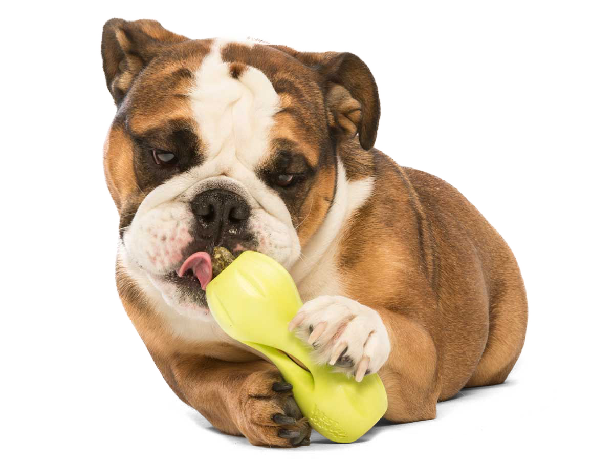 Dog Licking Treat in Qwizl Treat Toy