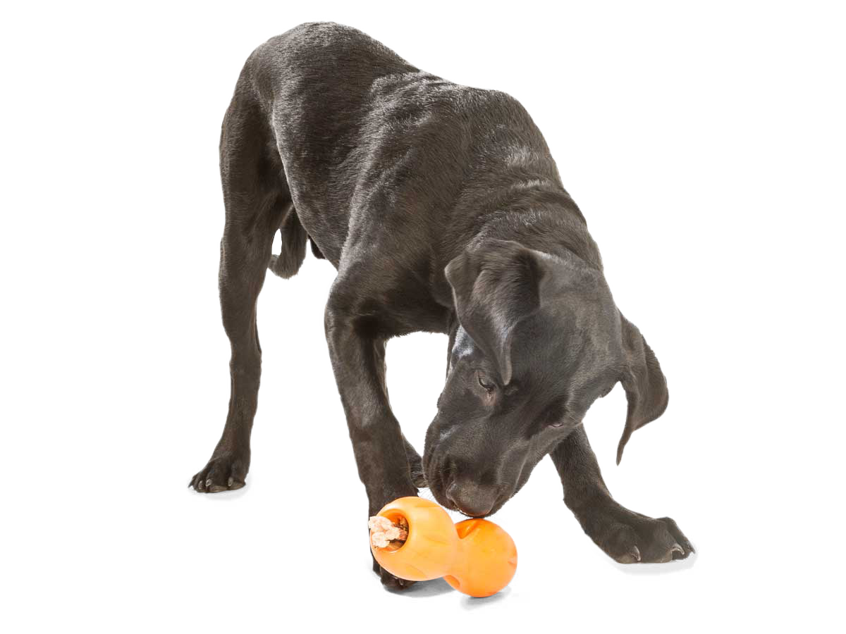 Dog Sniffing Treats in Qwizl Puzzle Toy