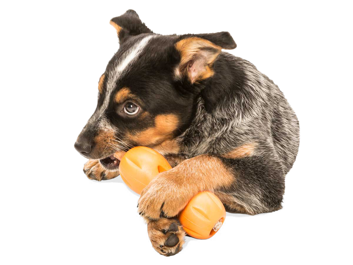 Dog chew toy with best sale treats inside