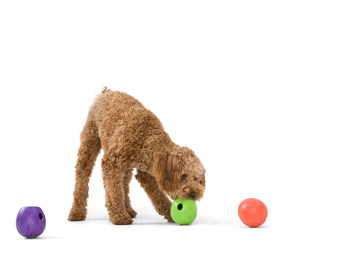 15 Best Interactive Dog Toys 2022 - Fun Interactive Dog Feeder and Treat  Balls
