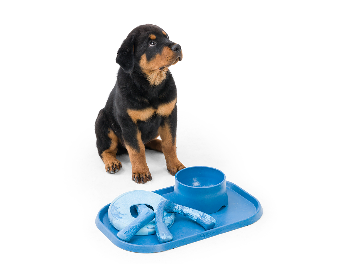 Puppy with Seaflex Dog Toys and Feeding Accessories