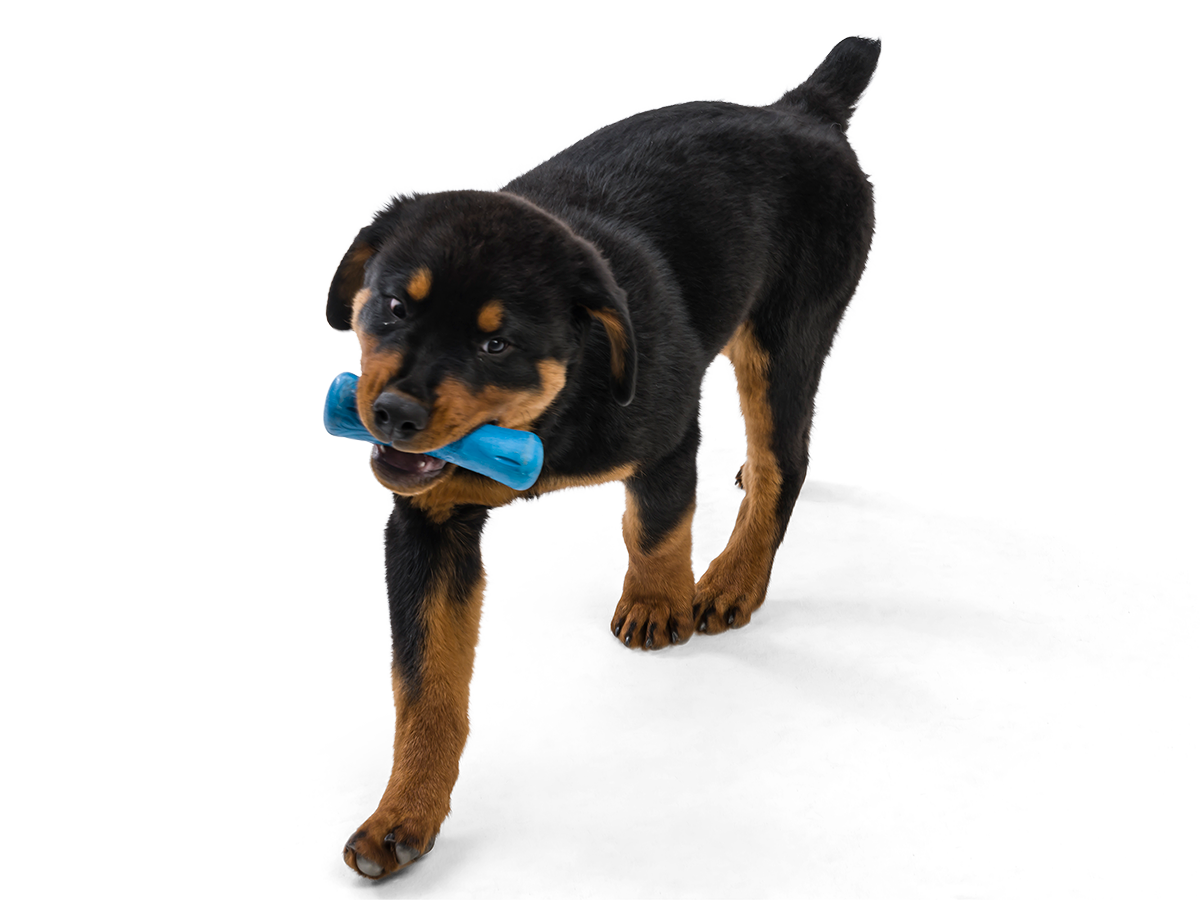 Puppy with Drifty Dog Toy