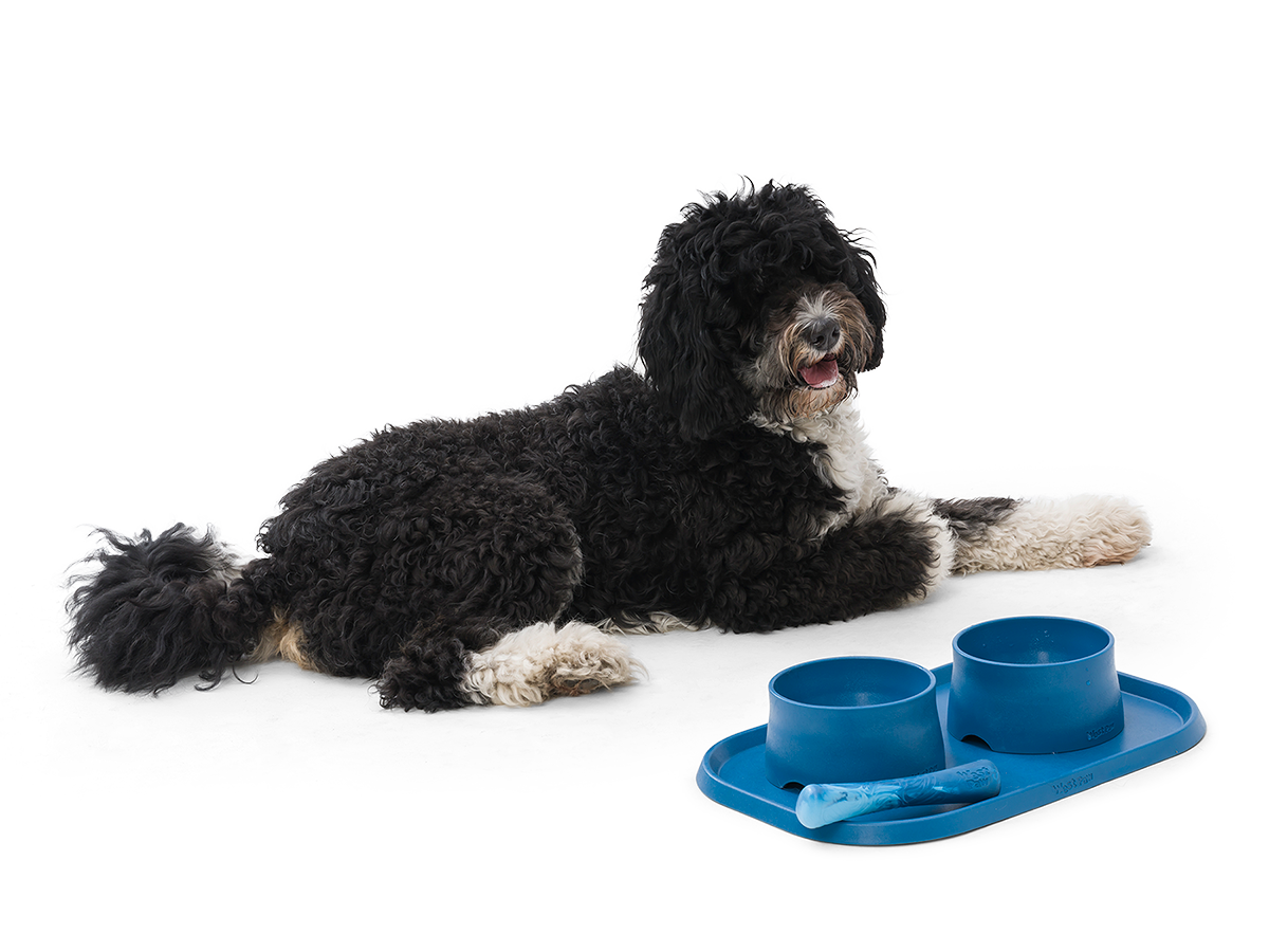 Dog with Seaflex Dog Feeding Accessories