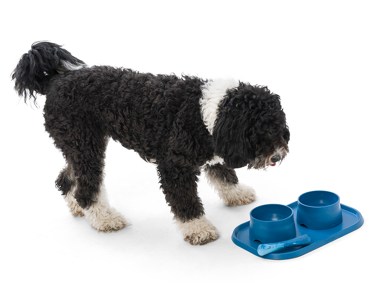 Dog with Food and Water Bowls