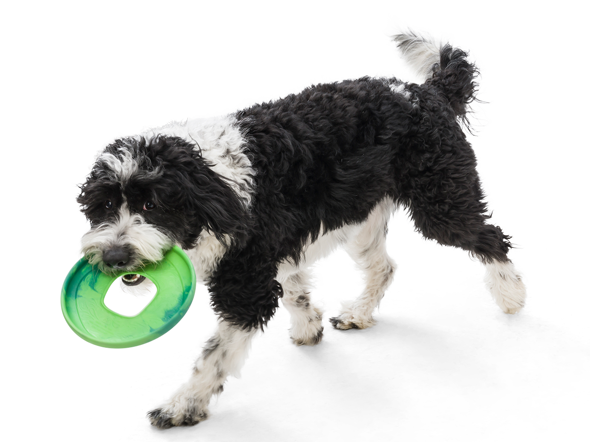 Dog Carrying Sailz Flying Dog Disc