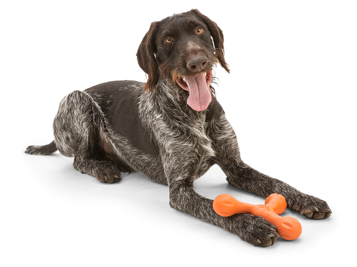 Skamp® Fetch Toy | Dog Fetch Toy | West Paw