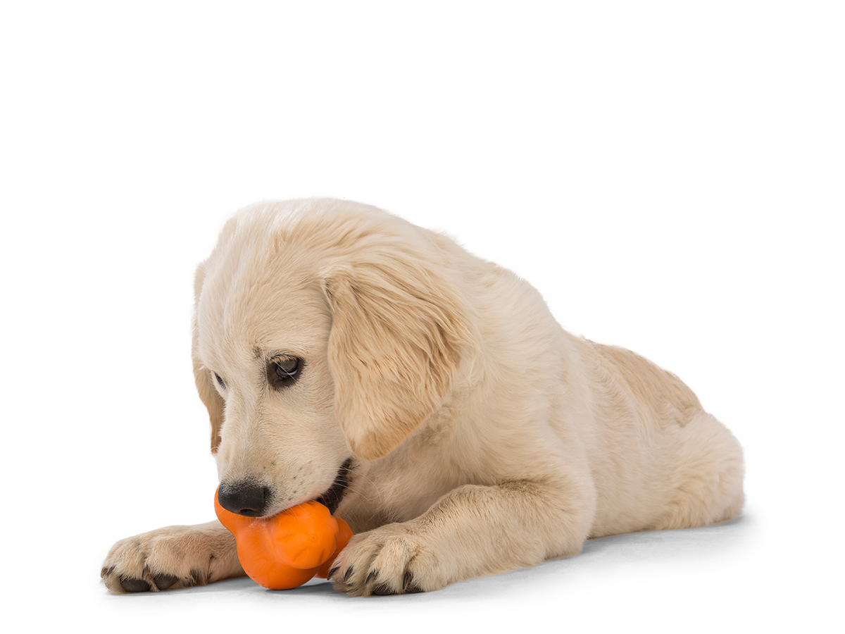West Paw Tux Treat Assorted Dog Chew Toy, Small